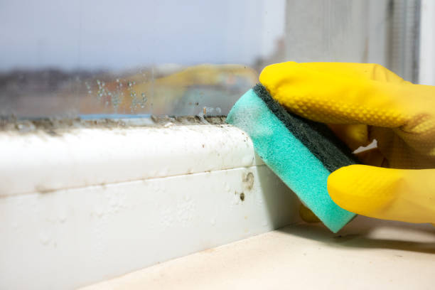 Best Residential Mold Removal  in Black River, NY